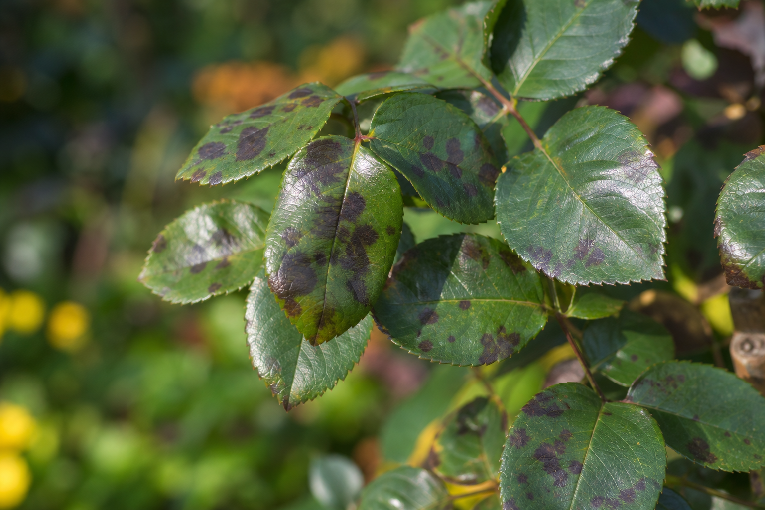 Feuilles de rosier marquées par des taches noires caractéristiques du marsonia